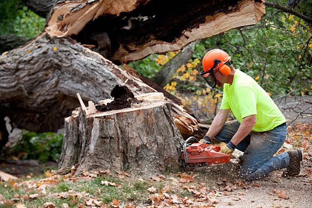 Best Firewood Processing and Delivery  in Lake Helen, FL