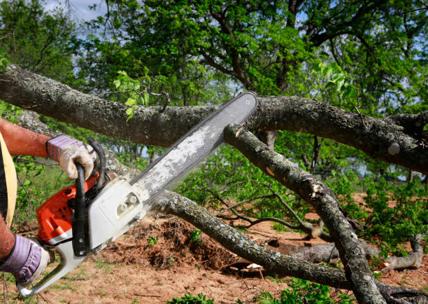 Best Tree Cabling and Bracing  in Lake Helen, FL