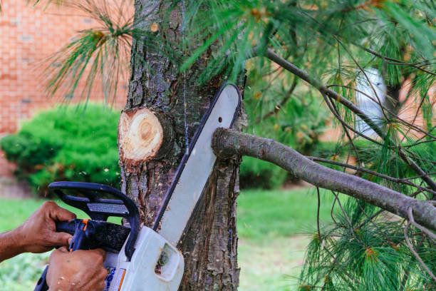 Best Arborist Consultation Services  in Lake Helen, FL